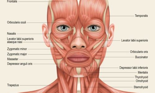 Facial Anatomy and Physiology For Aestheticians Level 3
