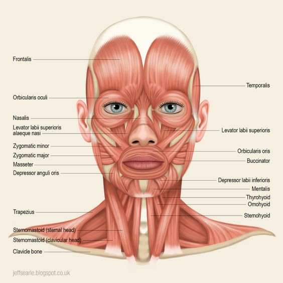 Facial Anatomy and Physiology For Aestheticians Level 3